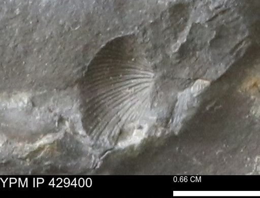 Devonochonetes scitulus