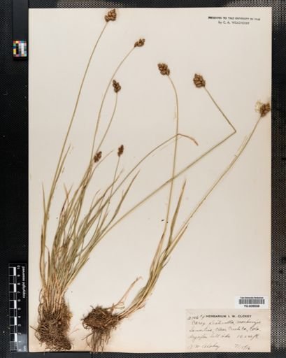 Carex