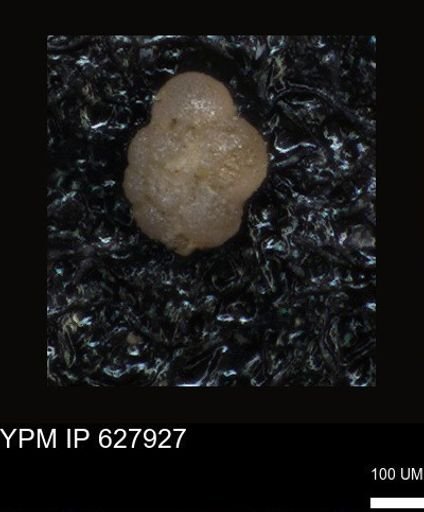 undet. Foraminiferida
