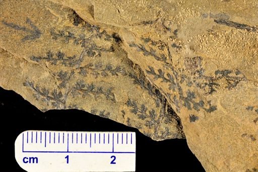 Sphenopteris sp.