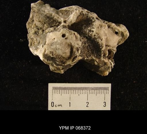 undet. Bryozoa