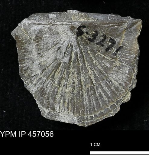 Stropheodonta sp.