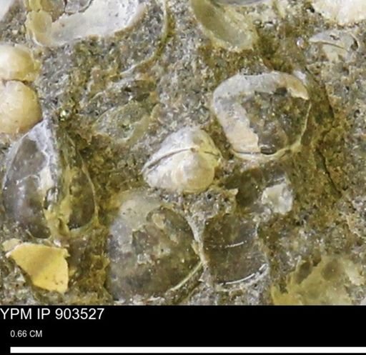 Corbulamella sp.
