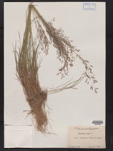 Agrostis alba