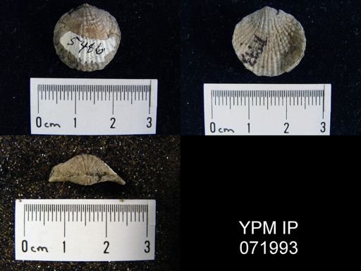 Atrypa tennesseensis