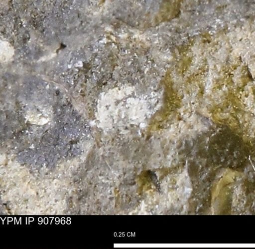 undet. Mollusca