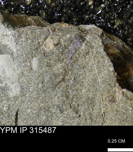 undet. Mollusca