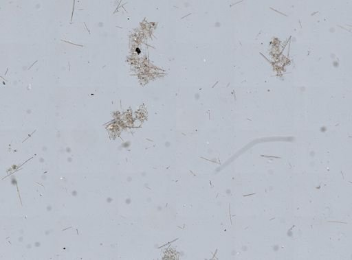 Iophon sp.