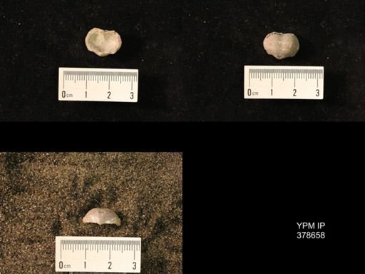 Marginifera wabashensis