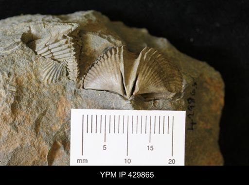 Mediospirifer sp.