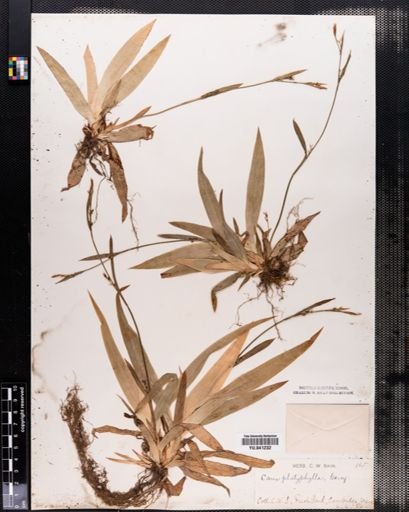 Carex platyphylla