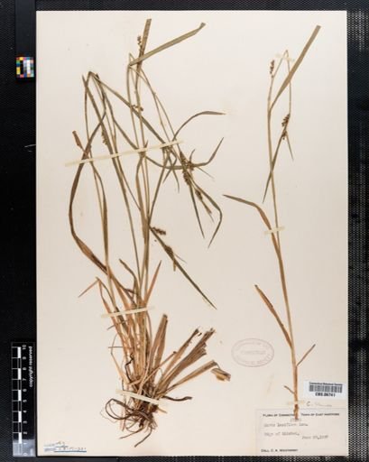 Carex blanda