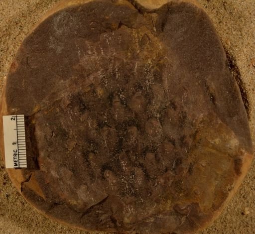 Lepidodendron