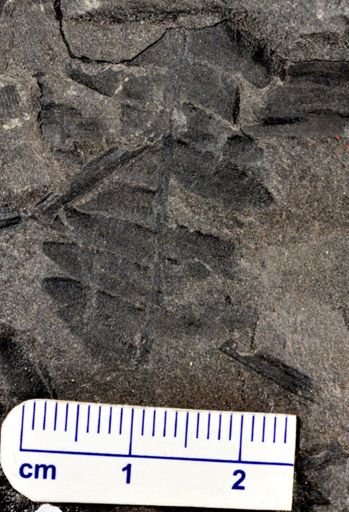 Asterophyllites sp.