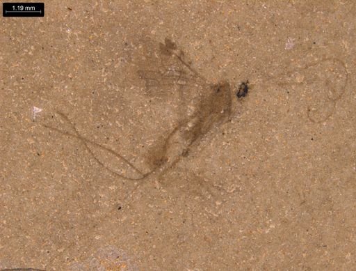 undet. Ichneumonidae