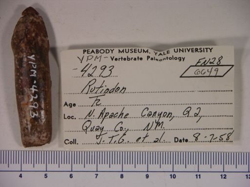 Parasuchidae