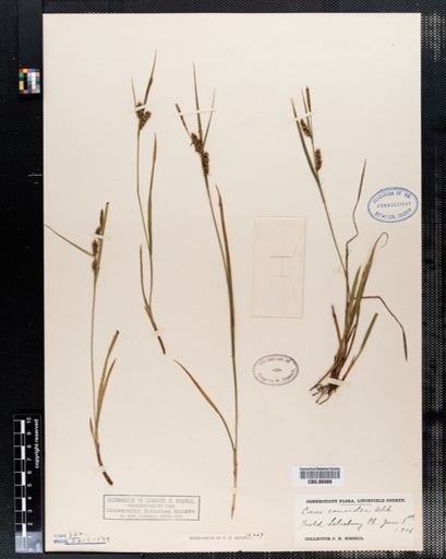 Carex conoidea