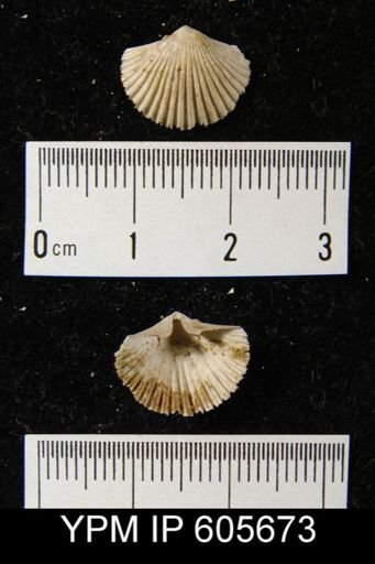 Hesperorthis tricenaria