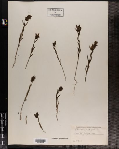 Plantae