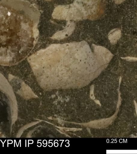 Protocardia sp.