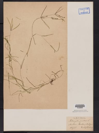 Potamogeton pusillus