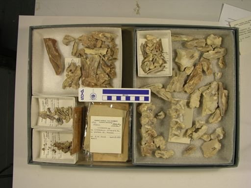 Clidastes sp.