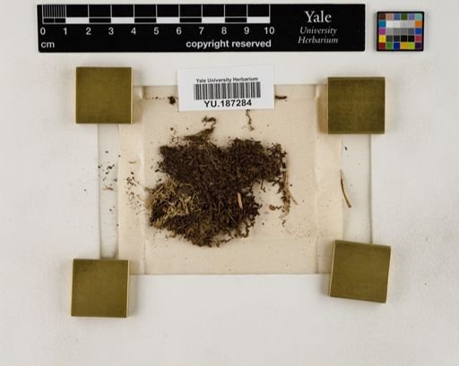 Plantae