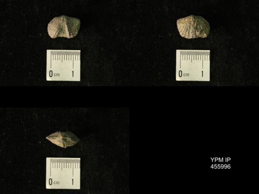 Platystrophia amoena