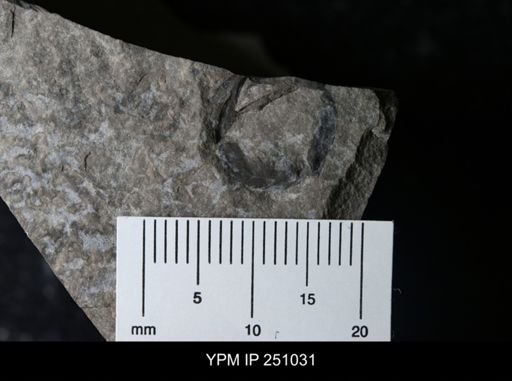 undet. Cephalopoda