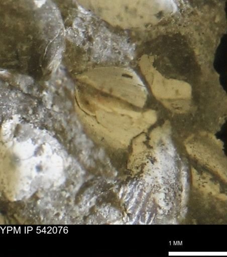Corbulamella gregaria