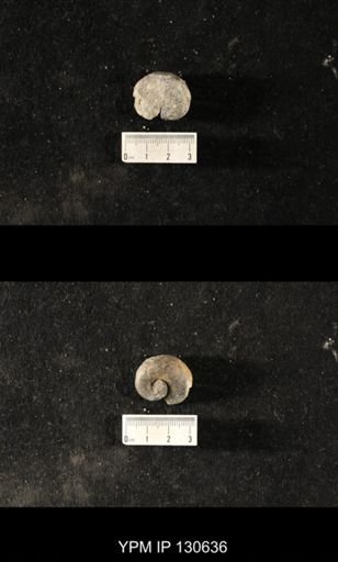 Platyostoma sp.