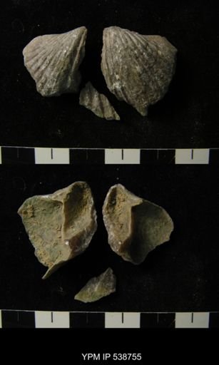 Vinlandostrophia ponderosa?