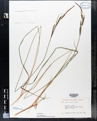 Carex stricta