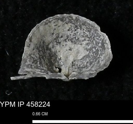 Chonetes mucronatus
