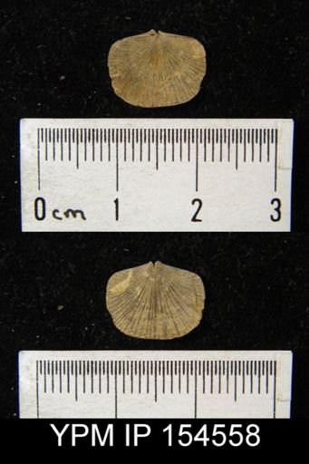 Dalmanella testudinaria