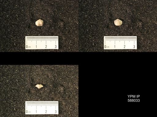 Zygospira modesta