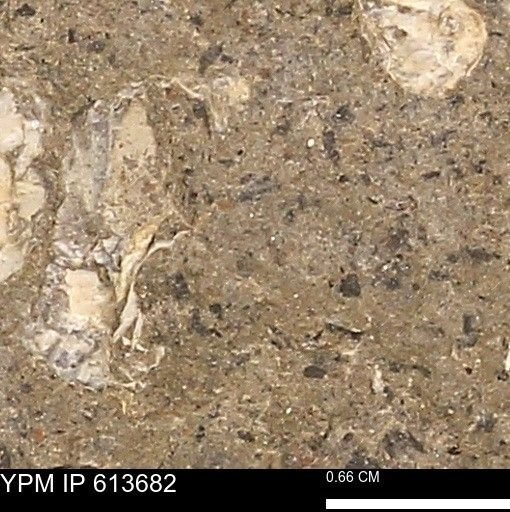 Scaphites sp.