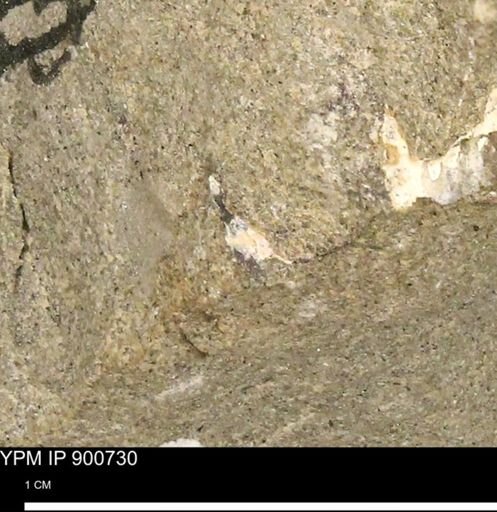 undet. Mollusca