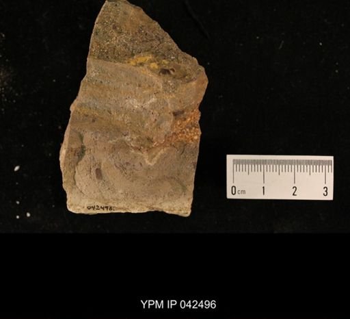 undet. Hexapoda