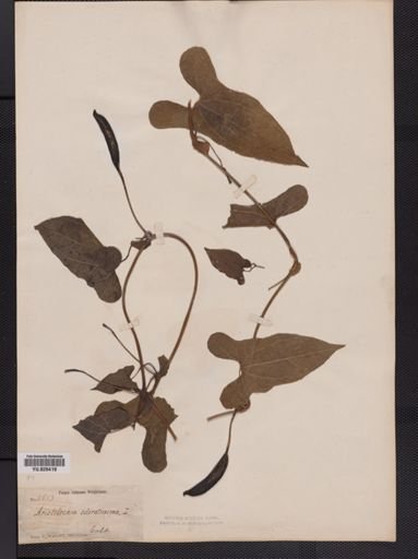 Aristolochia