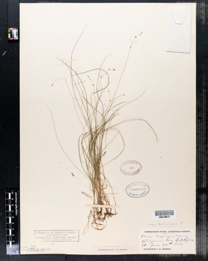 Plantae
