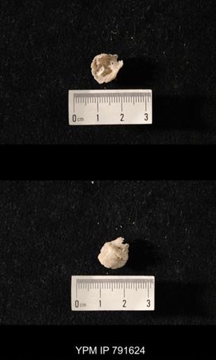 undet. Brachiopoda