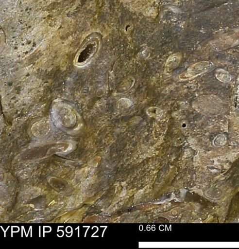 Serpulidae