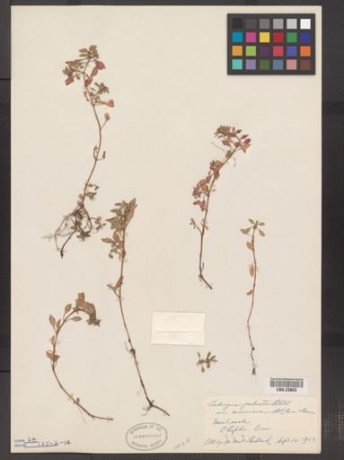 Ludwigia palustris