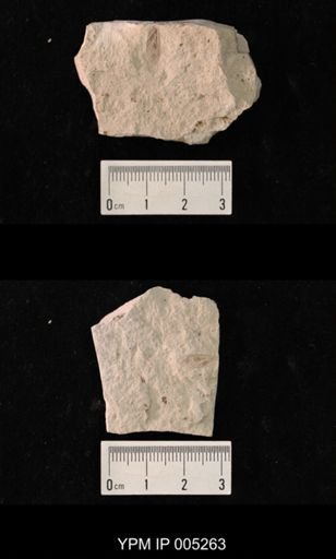 Artinska gracilus pentamera