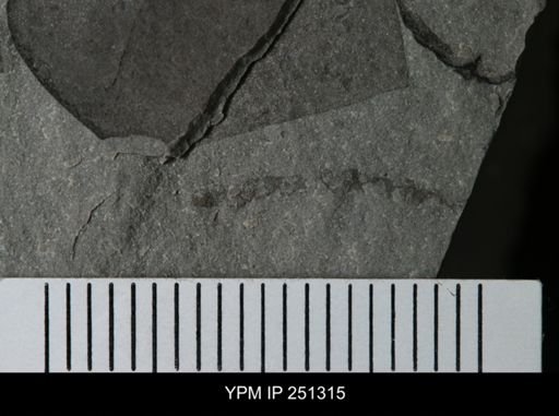Problematica