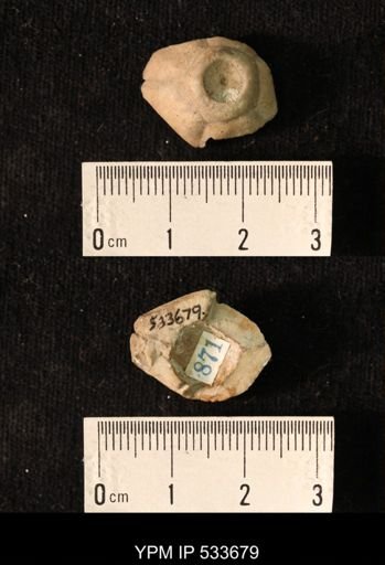 Synbathocrinus sp.
