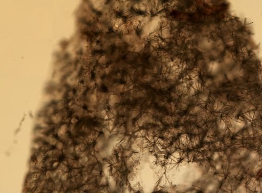 Myxilla incrustans