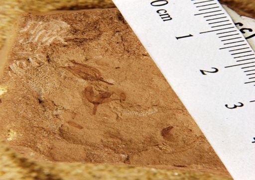 Carpites sp.