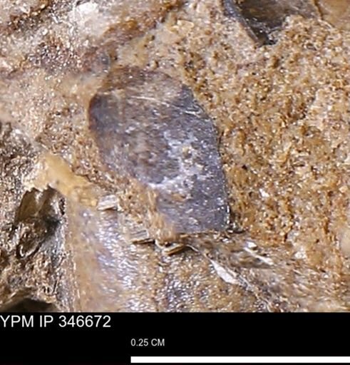 undet. Mollusca